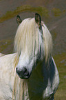 Islandpony Portrait