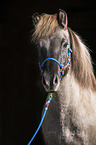 Islnder Portrait