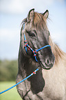 Islnder Portrait