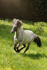 galoppierender Islnder