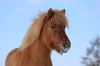 Islnder Portrait