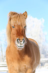 Islnder Portrait
