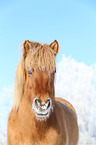 Islnder Portrait