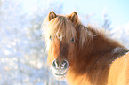 Islnder Portrait