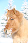 Islnder Portrait