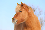 Islnder Portrait