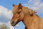 Islnder Portrait