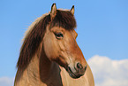 Islnder Portrait