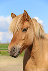 Islnder Portrait
