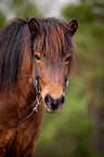 Islnder Portrait