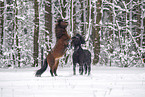 spielende Islnder