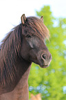 Isl�nder Portrait