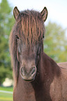 Isl�nder Portrait