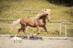 Pferd und Hund