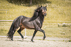 trabender Islnder Hengst