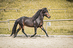 trabender Islnder Hengst
