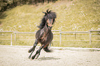 galoppierender Islnder Hengst