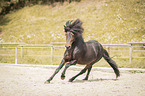 galoppierender Islnder Hengst