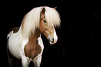 Islnder Hengst Portrait