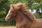 Islnder Hengst