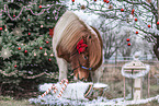 Islnder mit Weihnachtsdeko