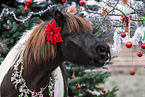 Islnder mit Weihnachtsdeko