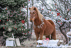 Islnder im Winter