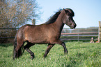 Islnder