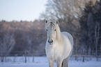 Islnder im Winter