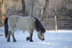 Islnder im Winter