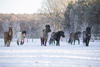 Islnder im Winter