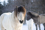 Islnder im Winter