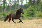 Islnder