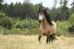 Islnder