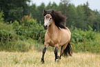 Islnder