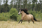 Islnder