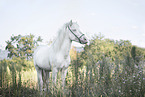 Islnder