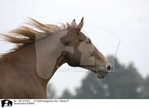 rennendes KWPN / running horse / AP-01873