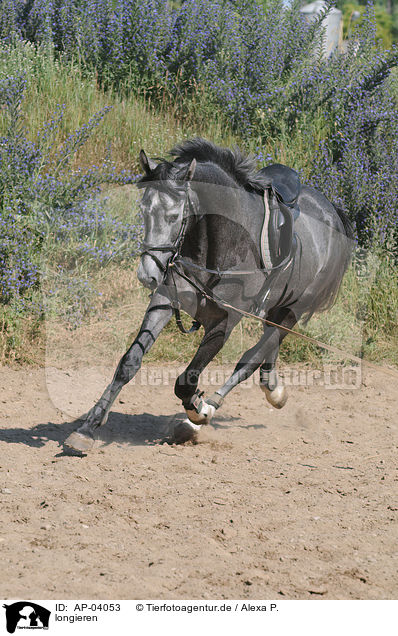 longieren / lunging the horse / AP-04053