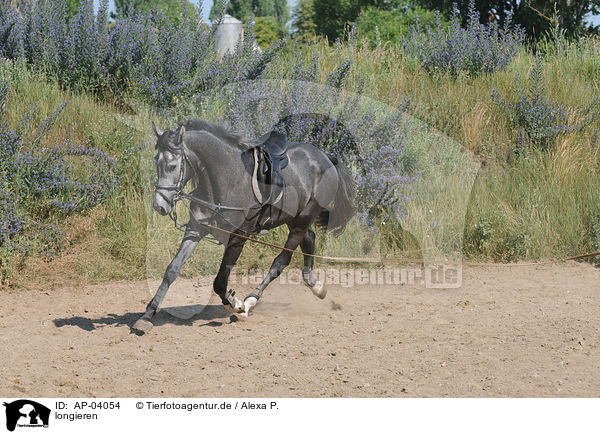 longieren / lunging the horse / AP-04054