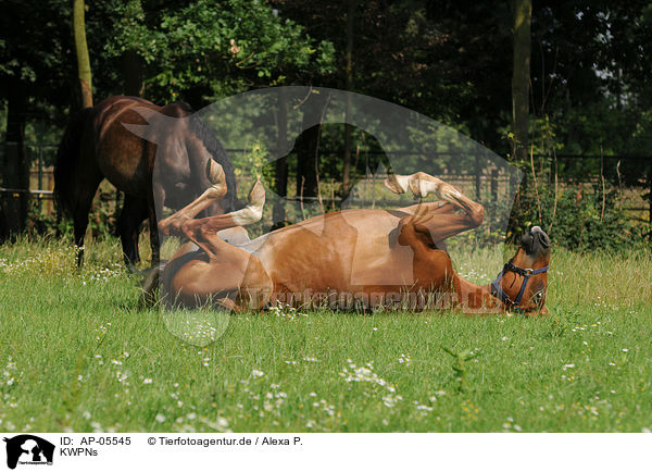 KWPNs / KWPNs / AP-05545