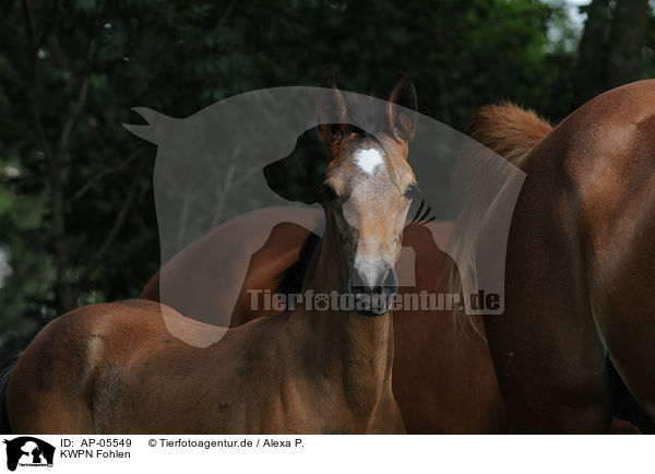 KWPN Fohlen / KWPN foal / AP-05549