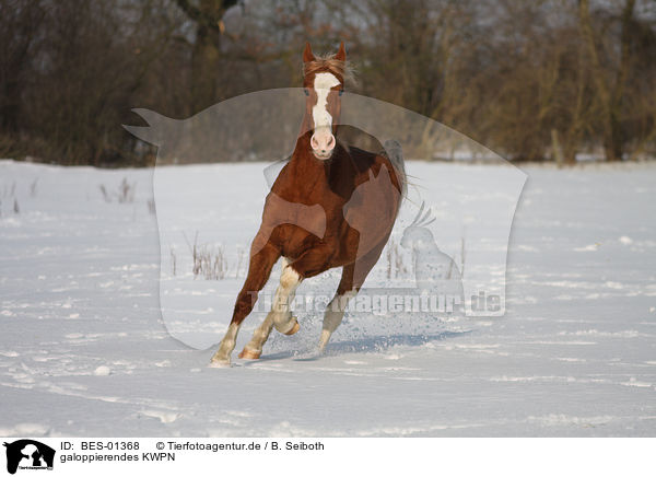 galoppierendes KWPN / galloping KWPN / BES-01368