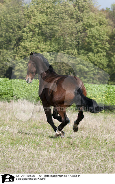 galoppierendes KWPN / galloping KWPN / AP-10526