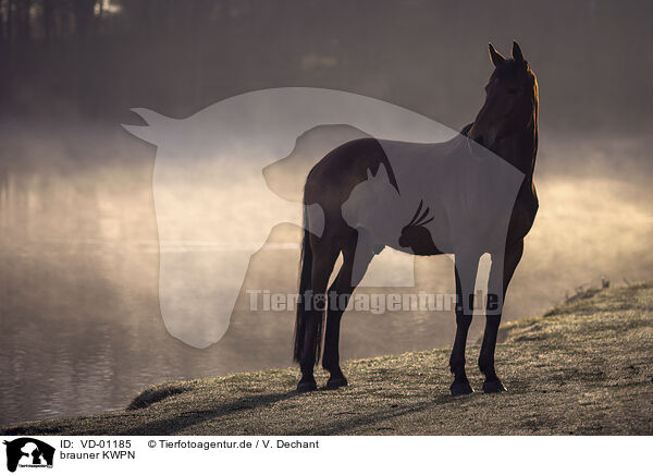 brauner KWPN / brown Dutch Warmblood / VD-01185