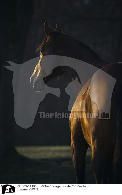 brauner KWPN / brown Dutch Warmblood / VD-01191