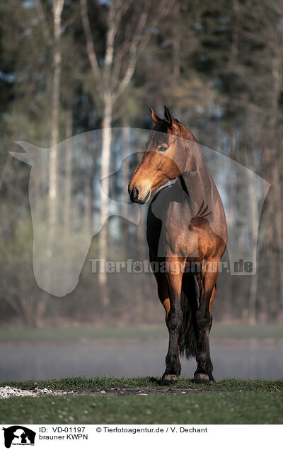 brauner KWPN / brown Dutch Warmblood / VD-01197