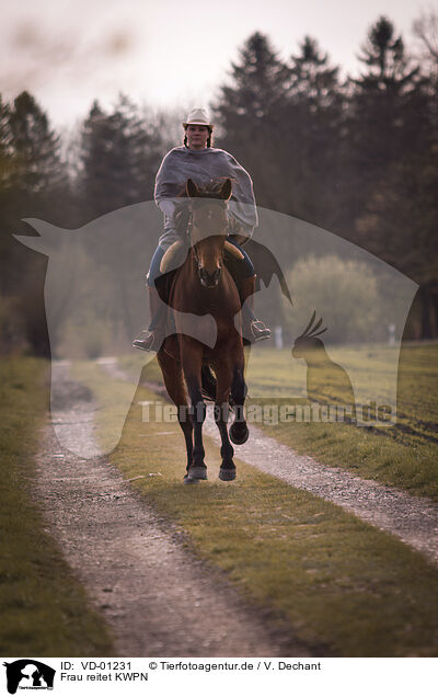 Frau reitet KWPN / woman rides Dutch Warmblood / VD-01231