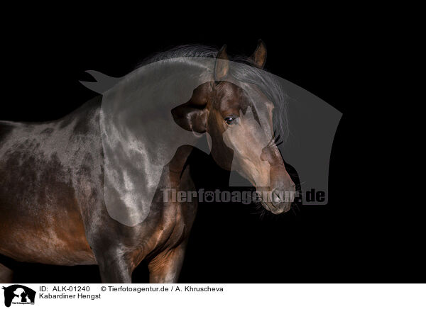 Kabardiner Hengst / Kabardian stallion / ALK-01240