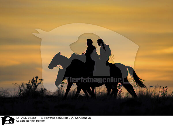 Kabardiner mit Reitern / Kabardian horses with riders / ALK-01255